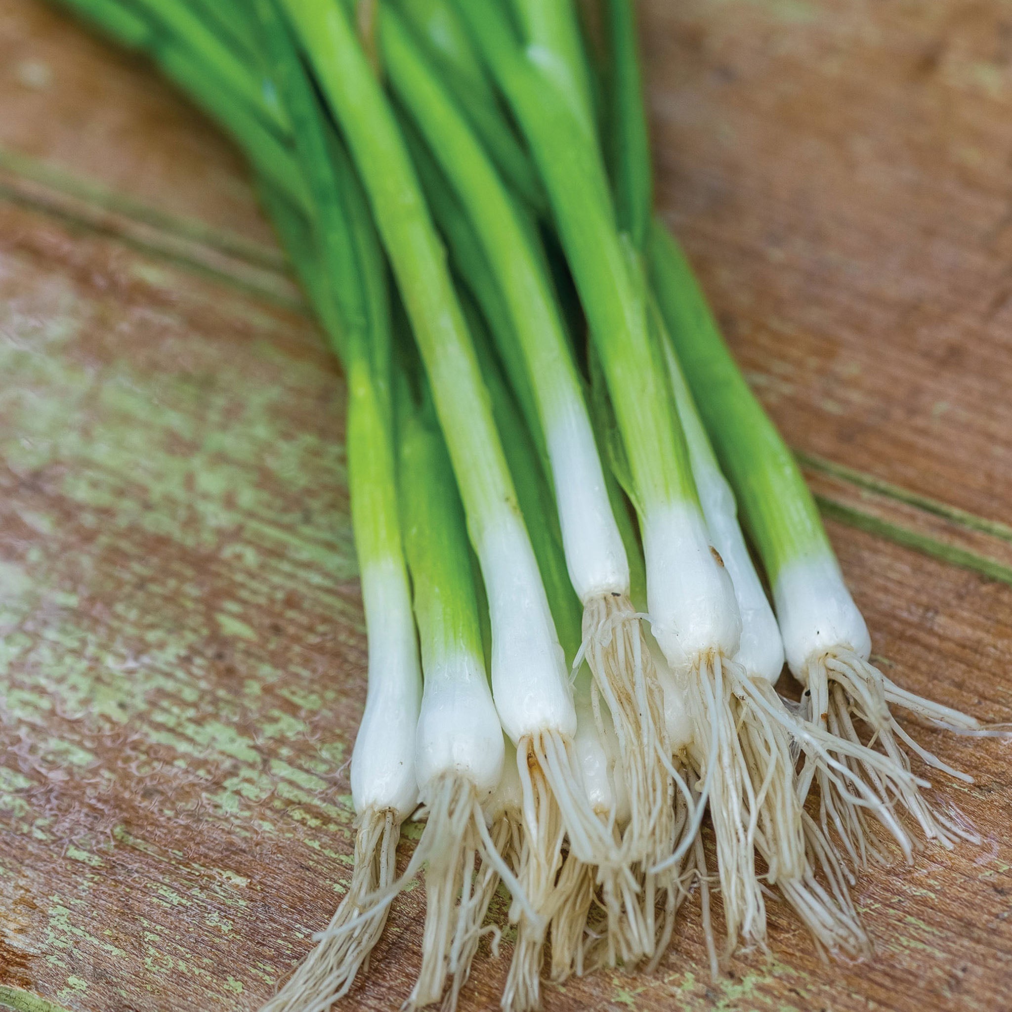 Evergreen Long White Bunching Onion