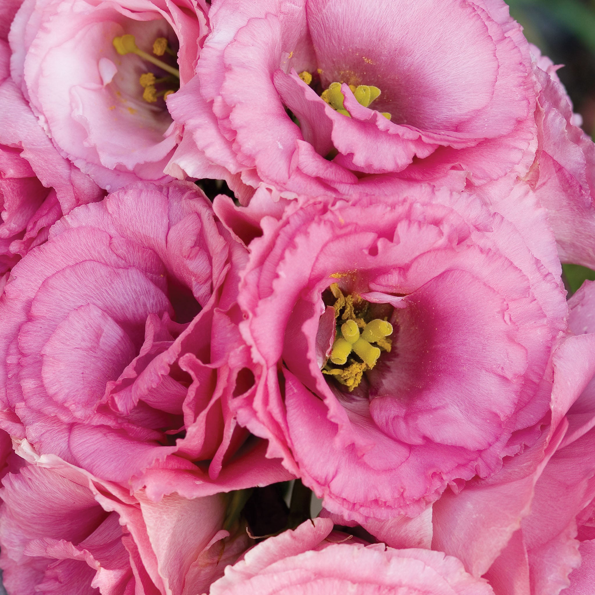 Balboa Rose Lisianthus