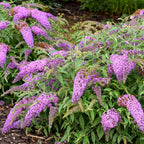 Violet Cascade Buddleia