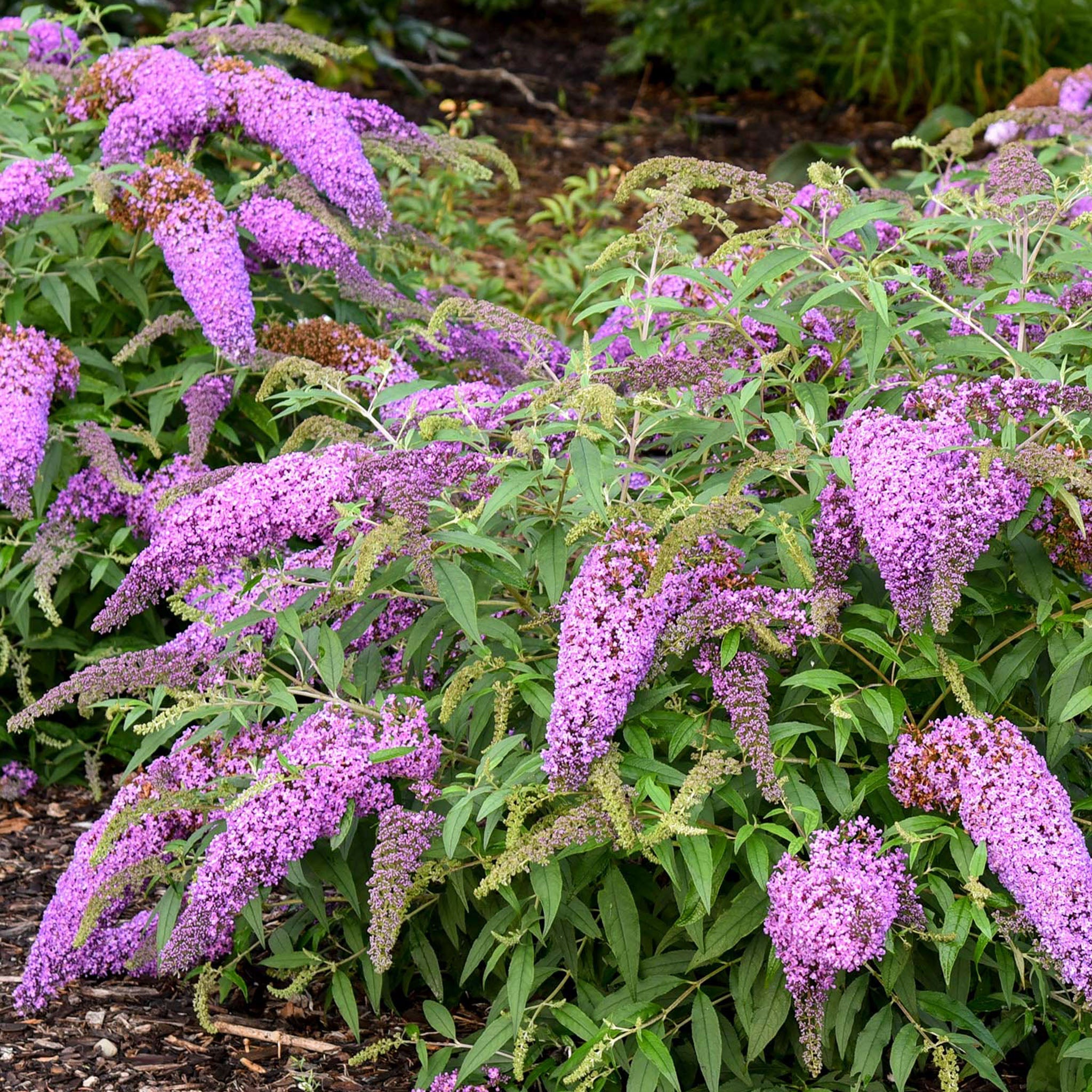 Violet Cascade Buddleia