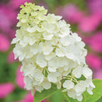 Moonrock Hydrangea