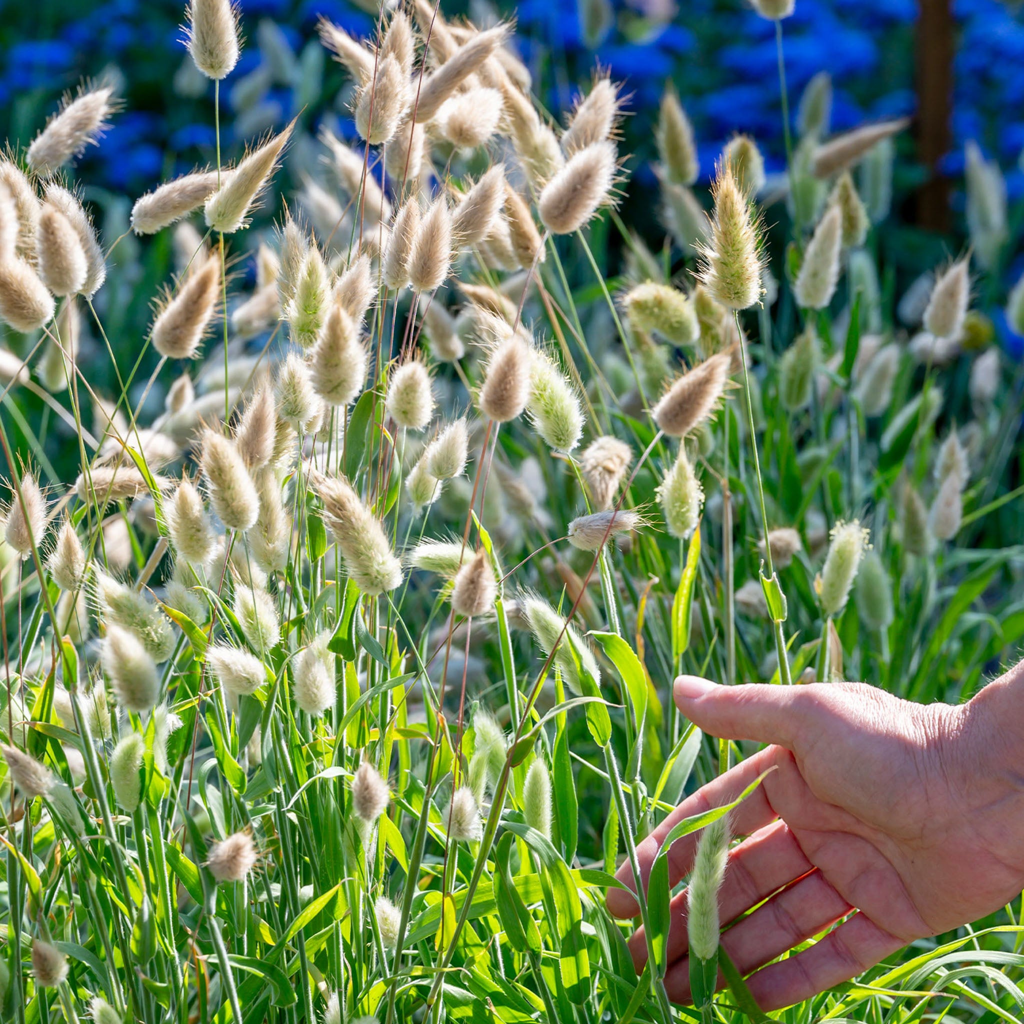 Bunny Ornamental Grass
