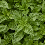 Basil Obsession DMR Herb