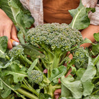 Sun King Broccoli
