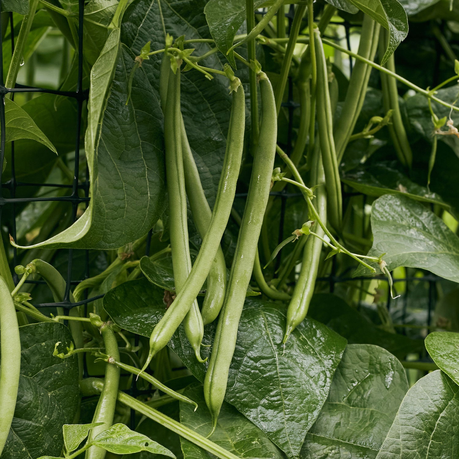 Seychelles Pole Bean