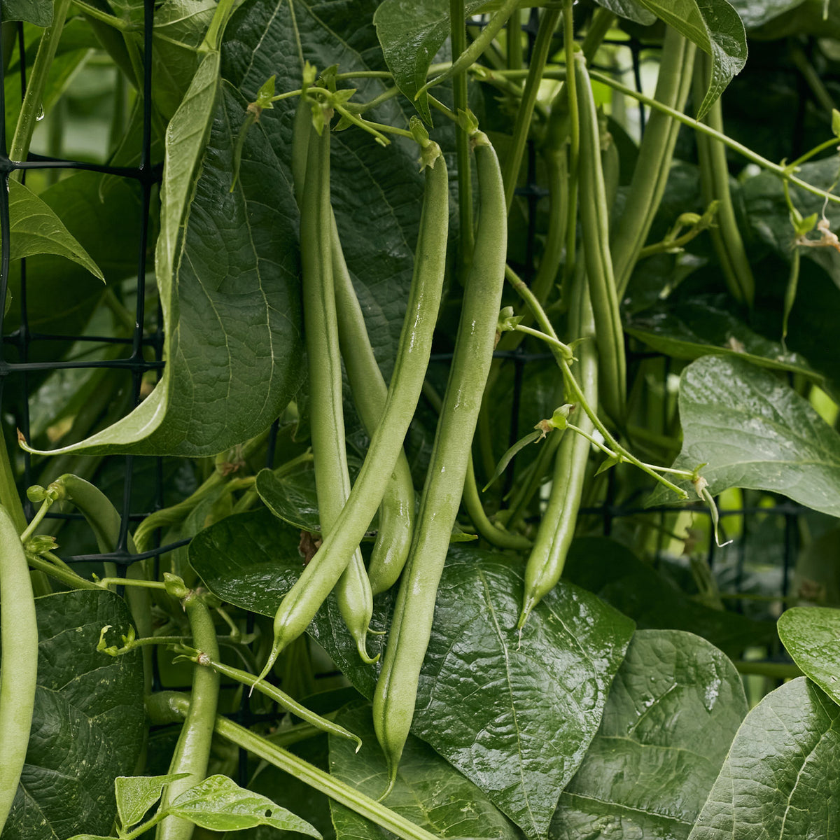 Seychelles Pole Bean