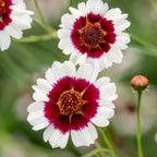Ruby Kiss Coreopsis