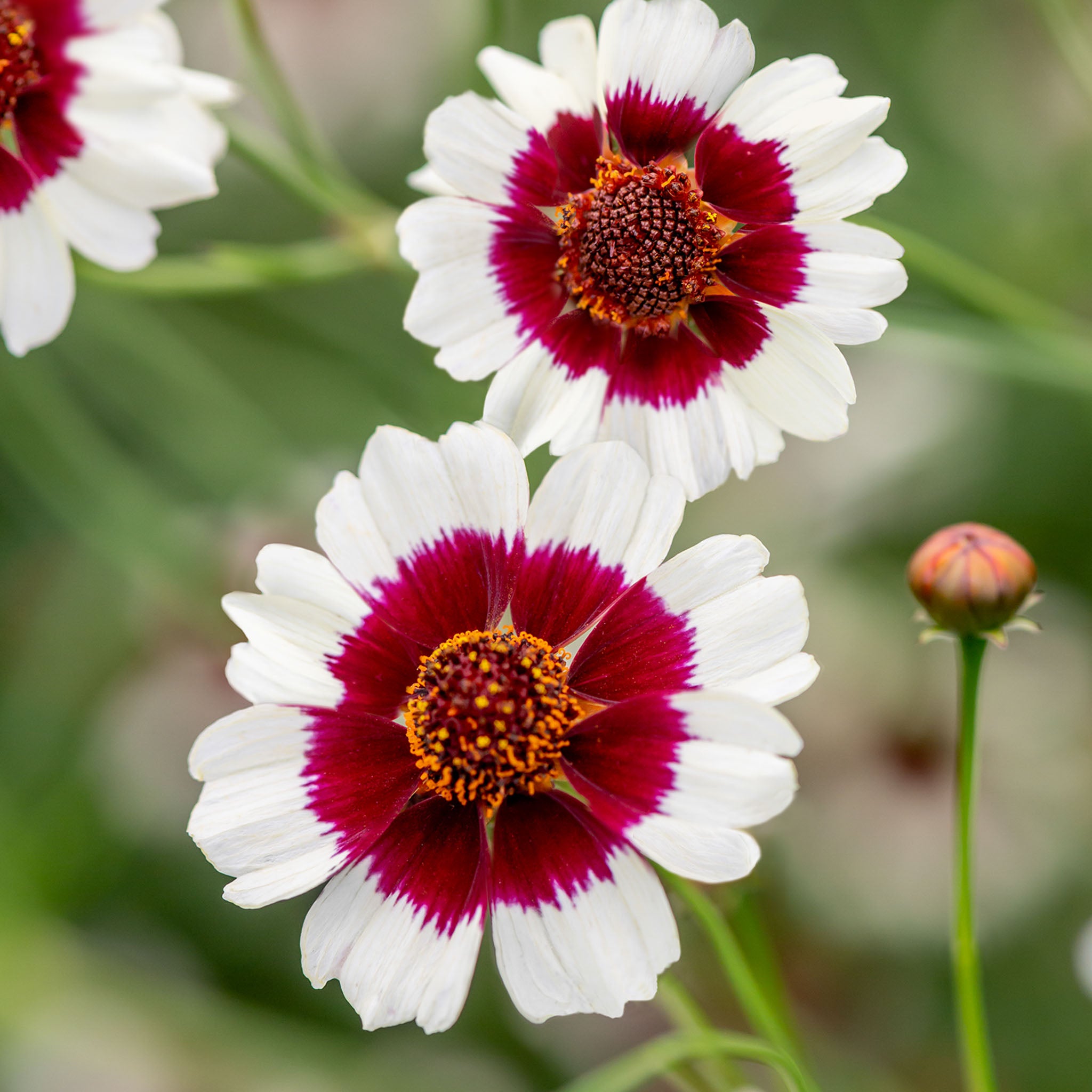 Ruby Kiss Coreopsis
