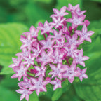 Glitterati Purple Star Pentas