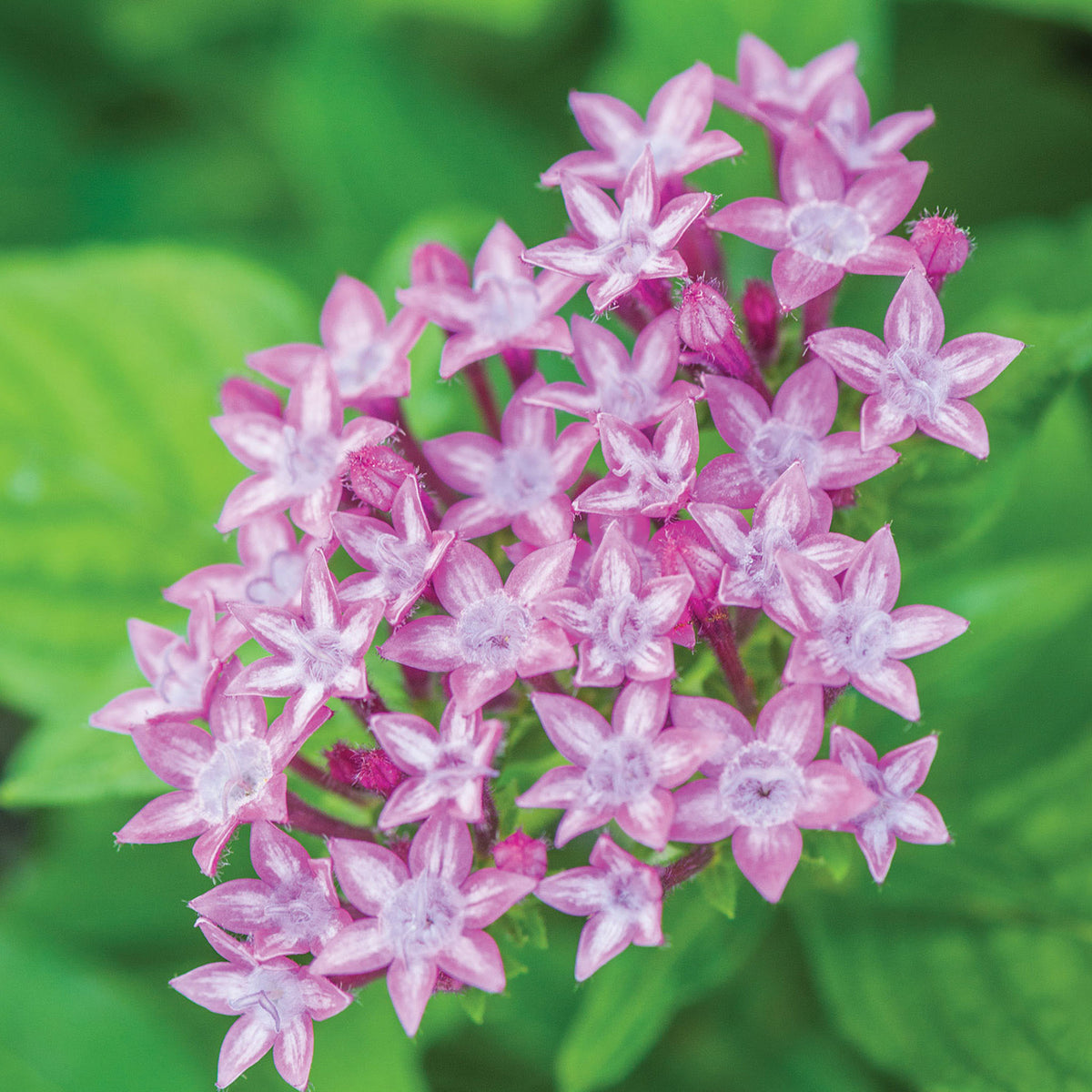 Glitterati Purple Star Pentas