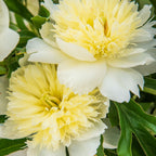 Honey Gold Peony Bare Root