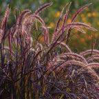 Pennisetum Ornamental Grass