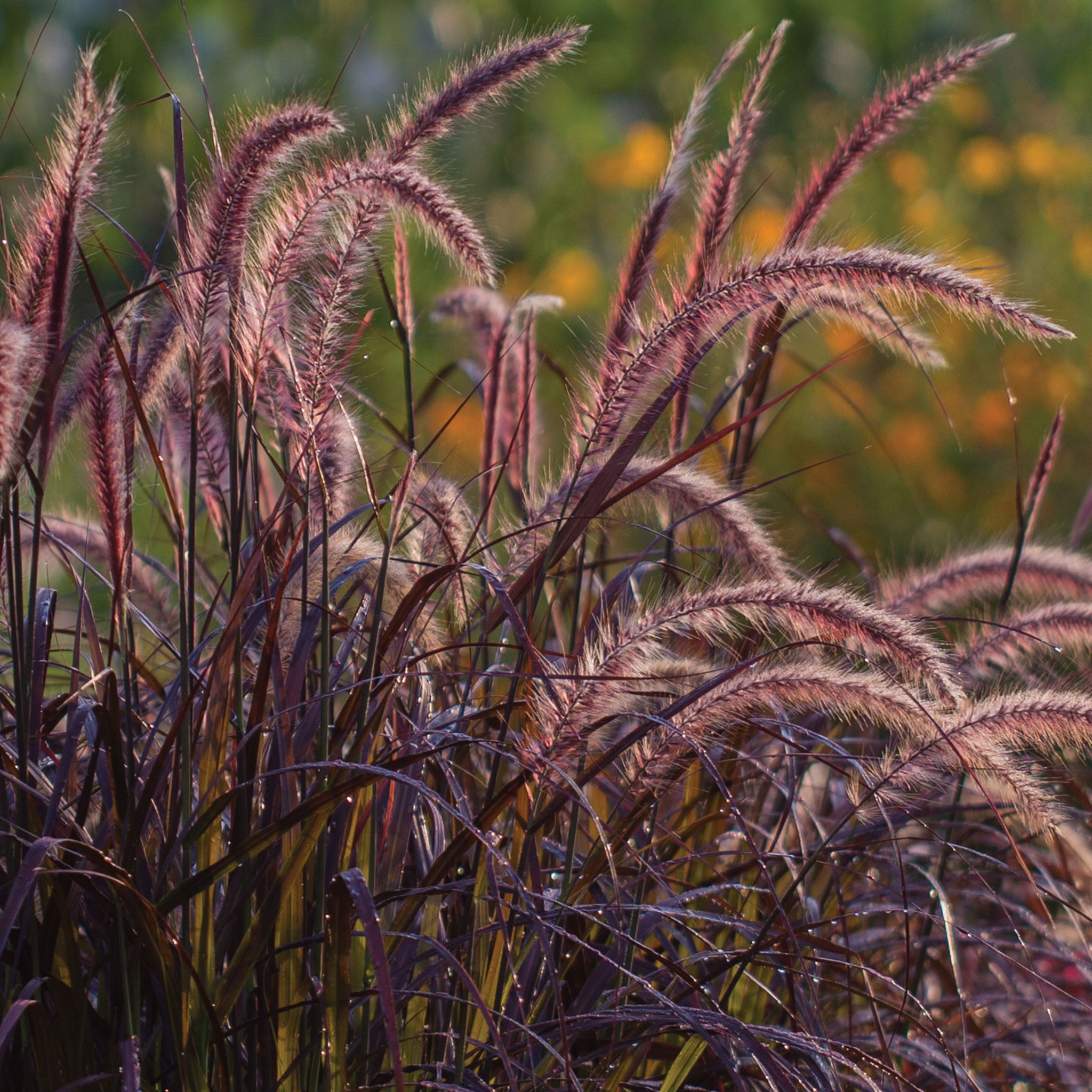 Pennisetum Ornamental Grass