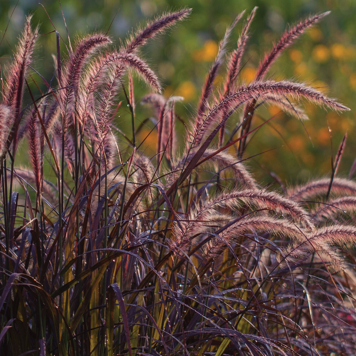 Pennisetum Ornamental Grass