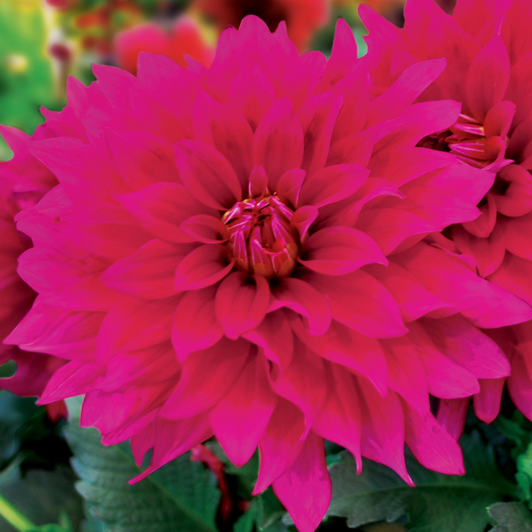 LaBella Maggiore Purple Dahlia