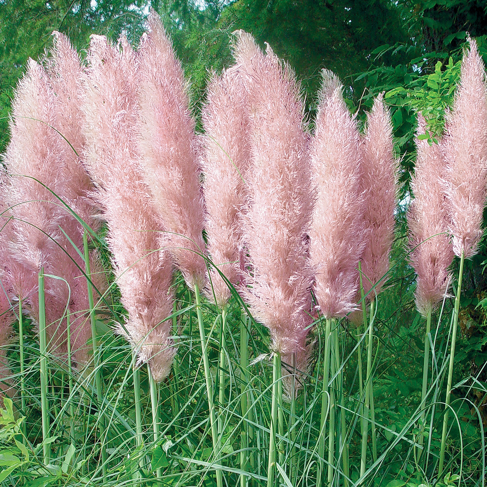 Pink Pampas Cortaderia