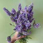 Sensational!® Lavender