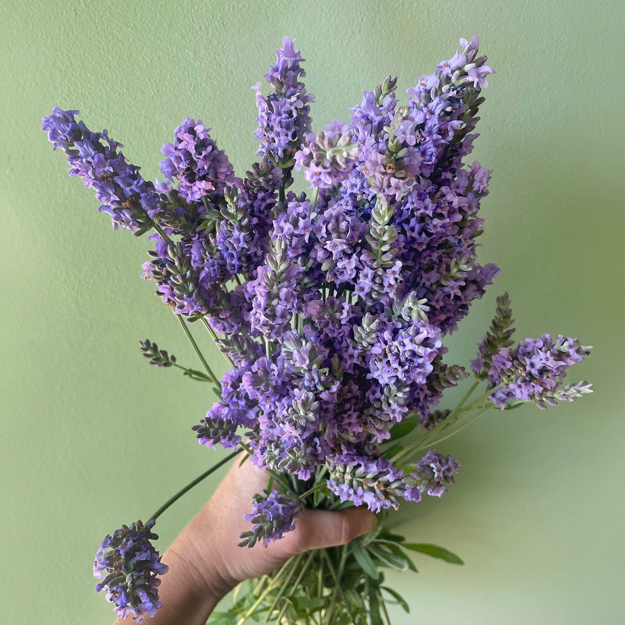 Sensational!® Lavender