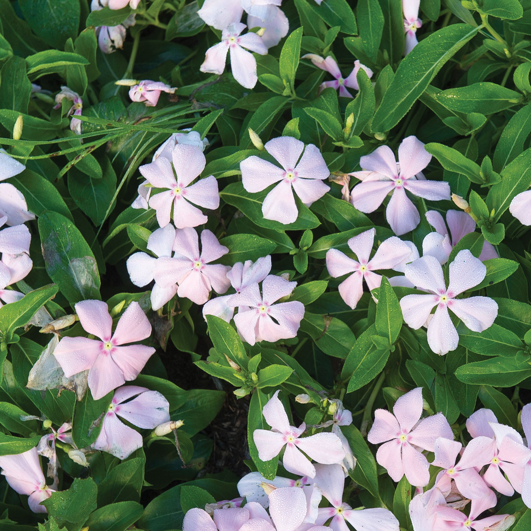 Peach Trailing Vinca