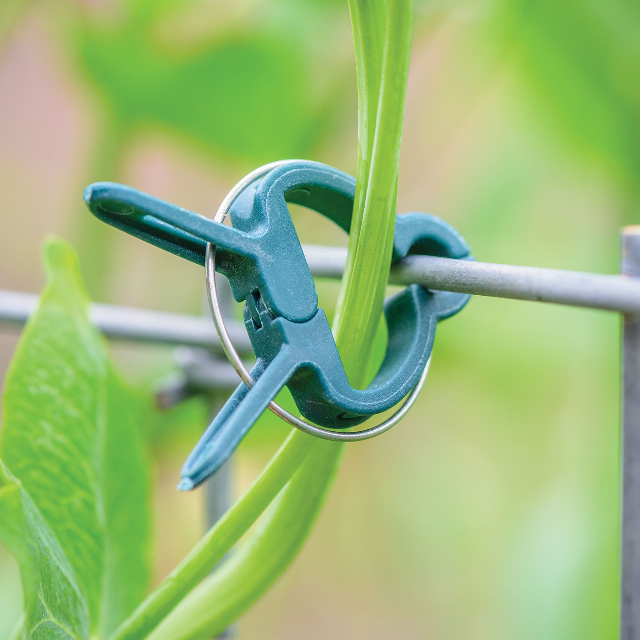 Burpee Plant Clips