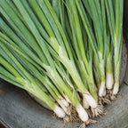 Evergreen Long White Bunching Onion