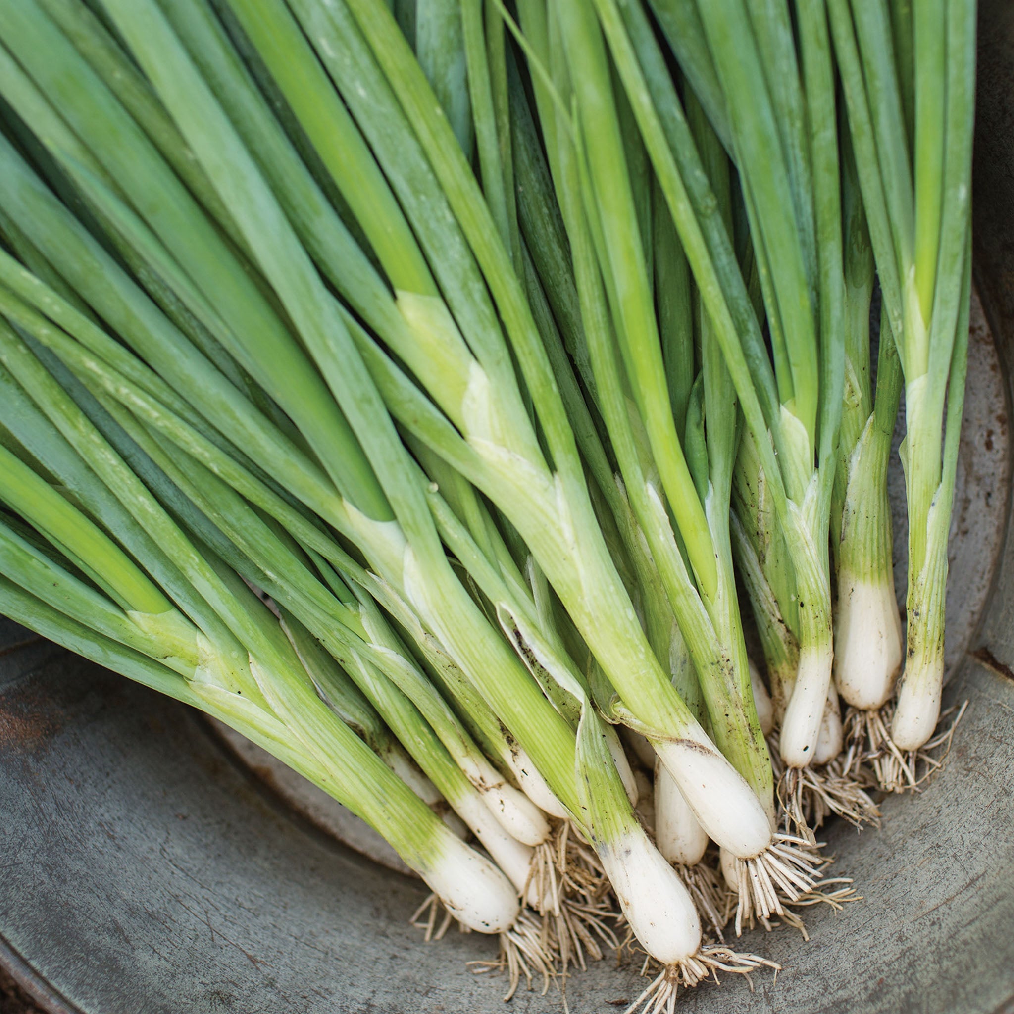 Evergreen Long White Bunching Onion