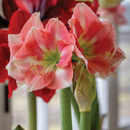 Rosalie Amaryllis Bulb