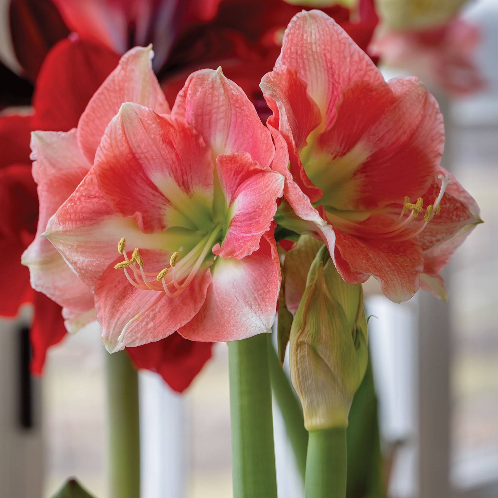 Rosalie Amaryllis Bulb