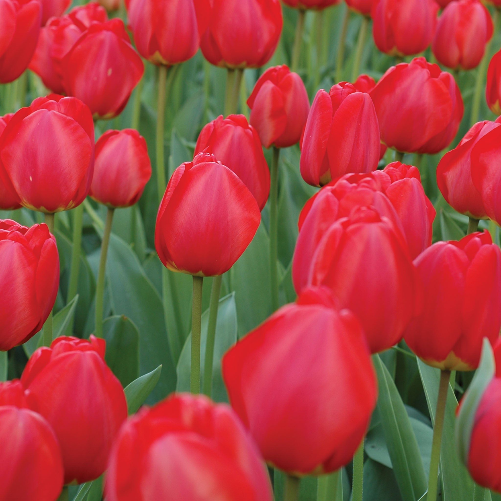 Oxford Tulip Bulbs