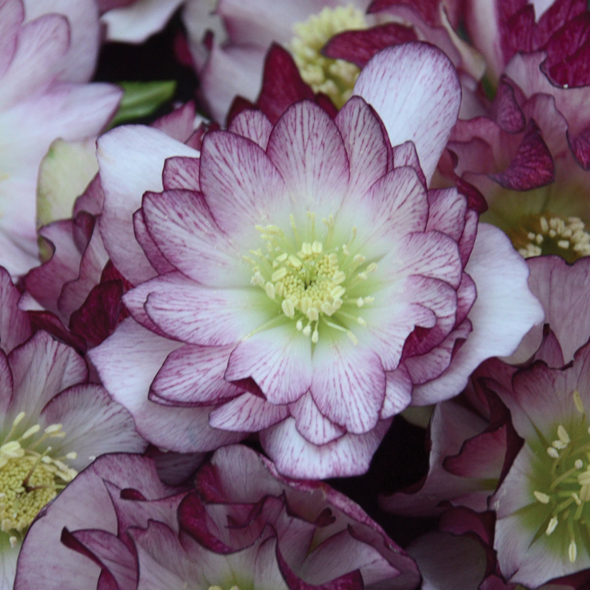 Wedding Party Bridesmaid Hellebore