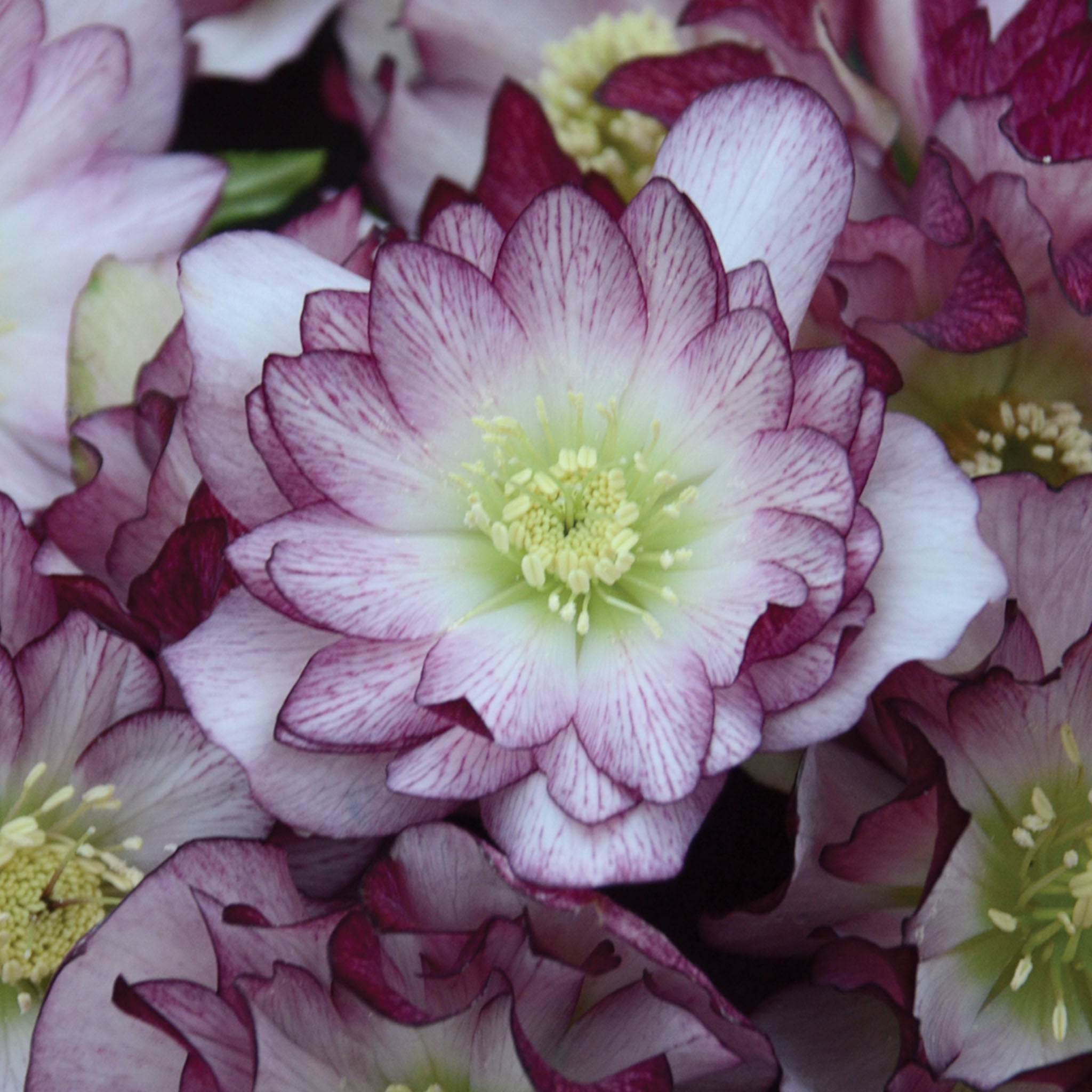 Wedding Party Bridesmaid Hellebore