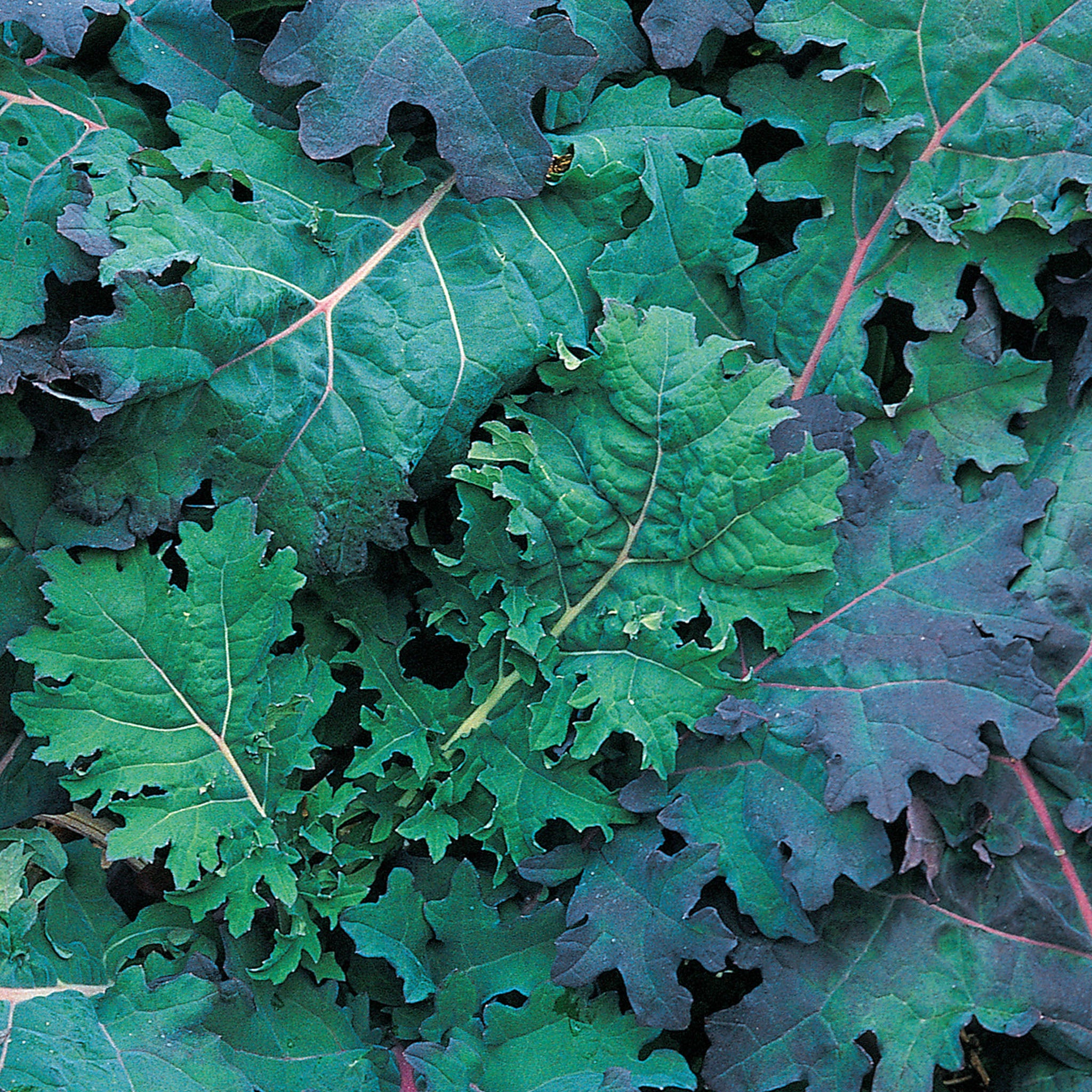 Red Russian Kale