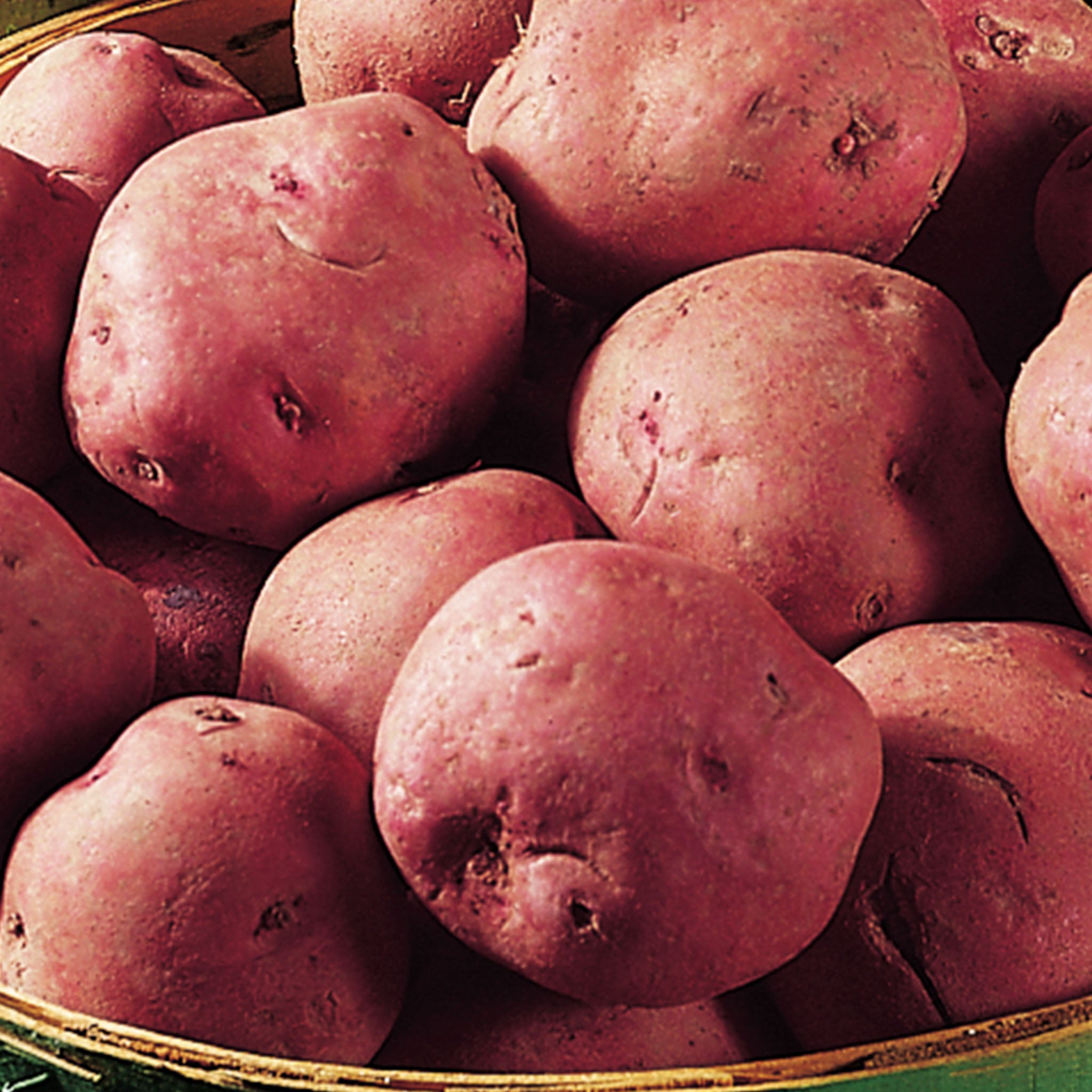 Red Pontiac Potato Tubers
