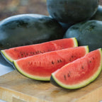 Little Darling Watermelon
