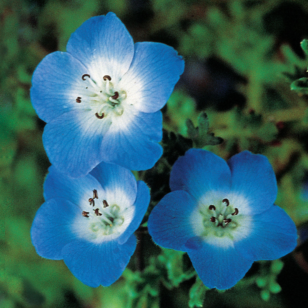 Baby Blue Eyes Nemophila