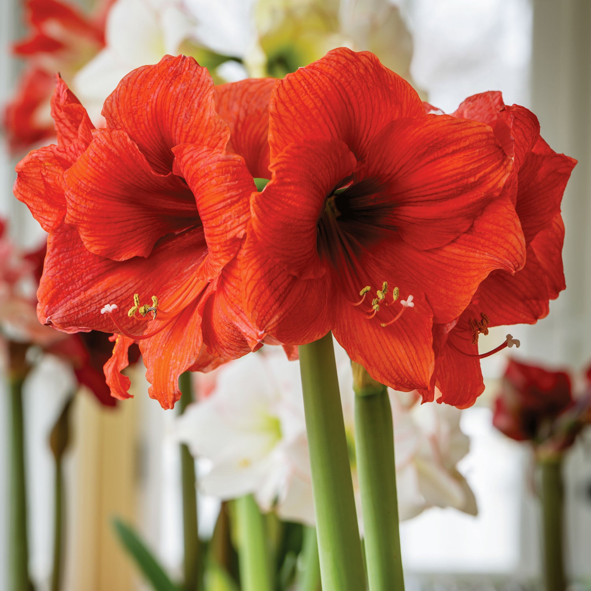 Naranja Amaryllis Bulb
