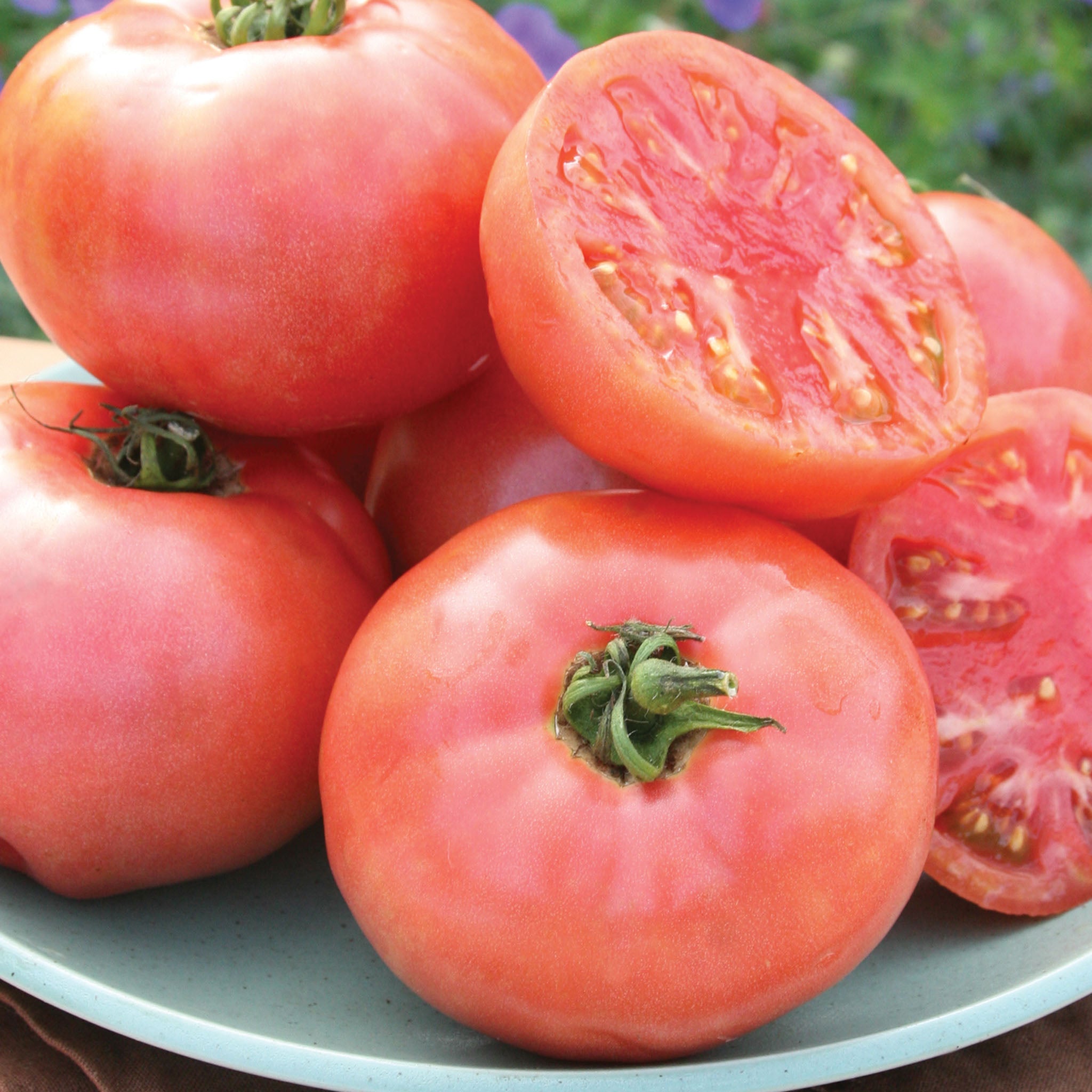 Pink Pounder Tomato