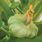 Peter Pan (Scallop) Summer Squash