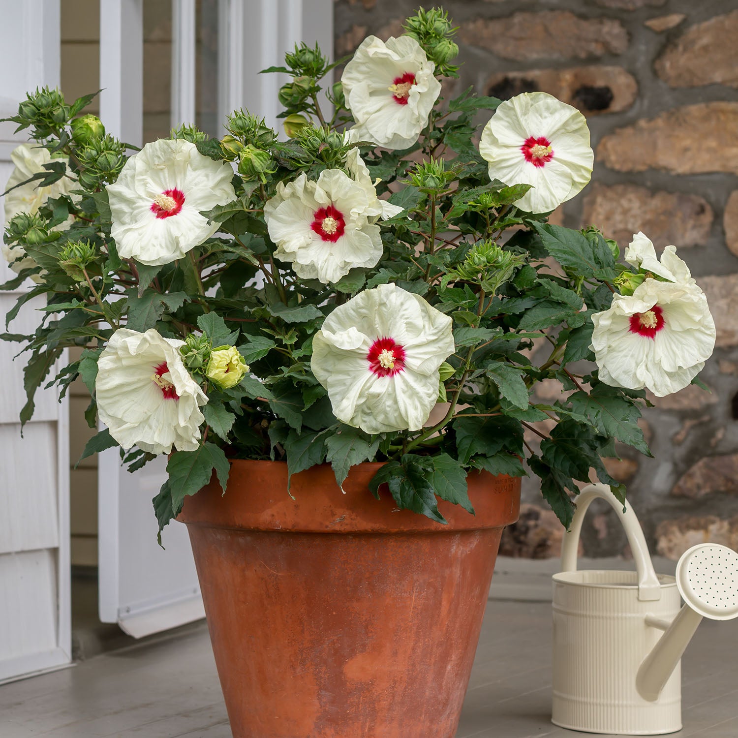 French Vanilla Hibiscus