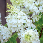 Moonrock Hydrangea