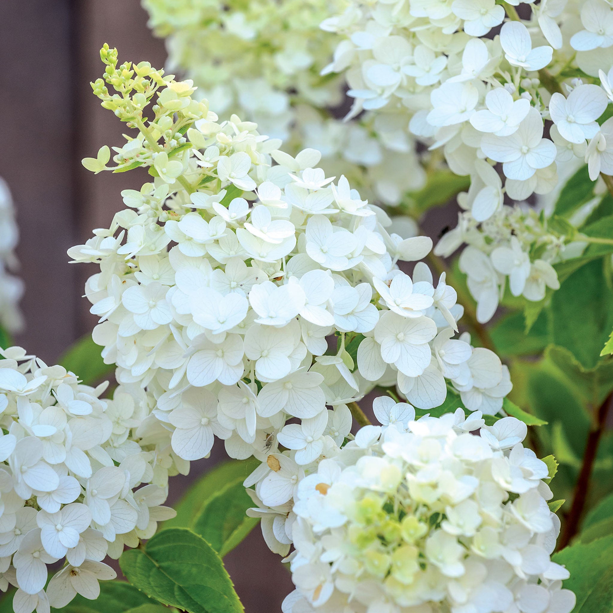 Moonrock Hydrangea