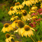 Sombrero Lemon Yellow Echinacea