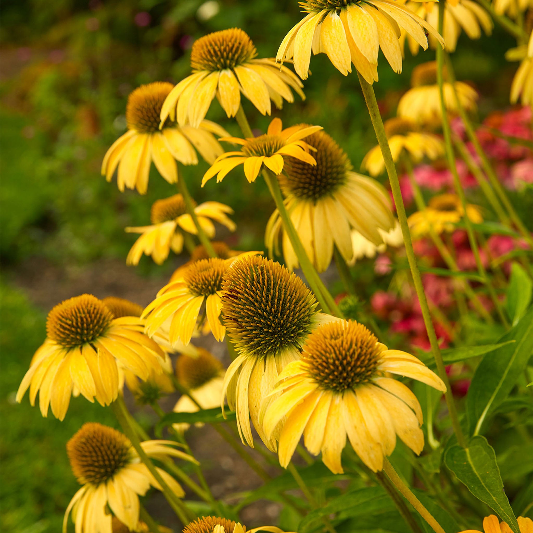 Sombrero Lemon Yellow Echinacea