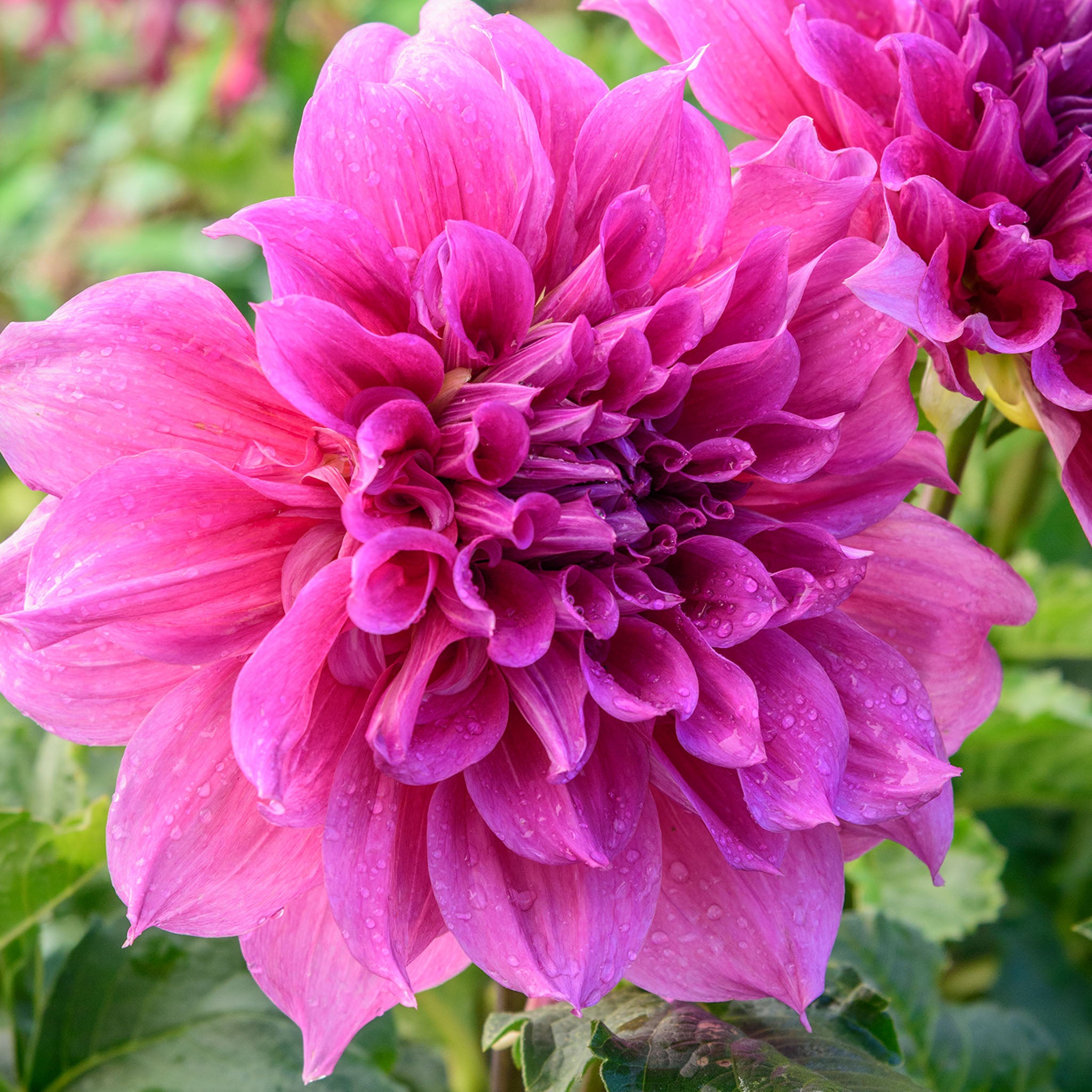 Maki Dahlia Tubers