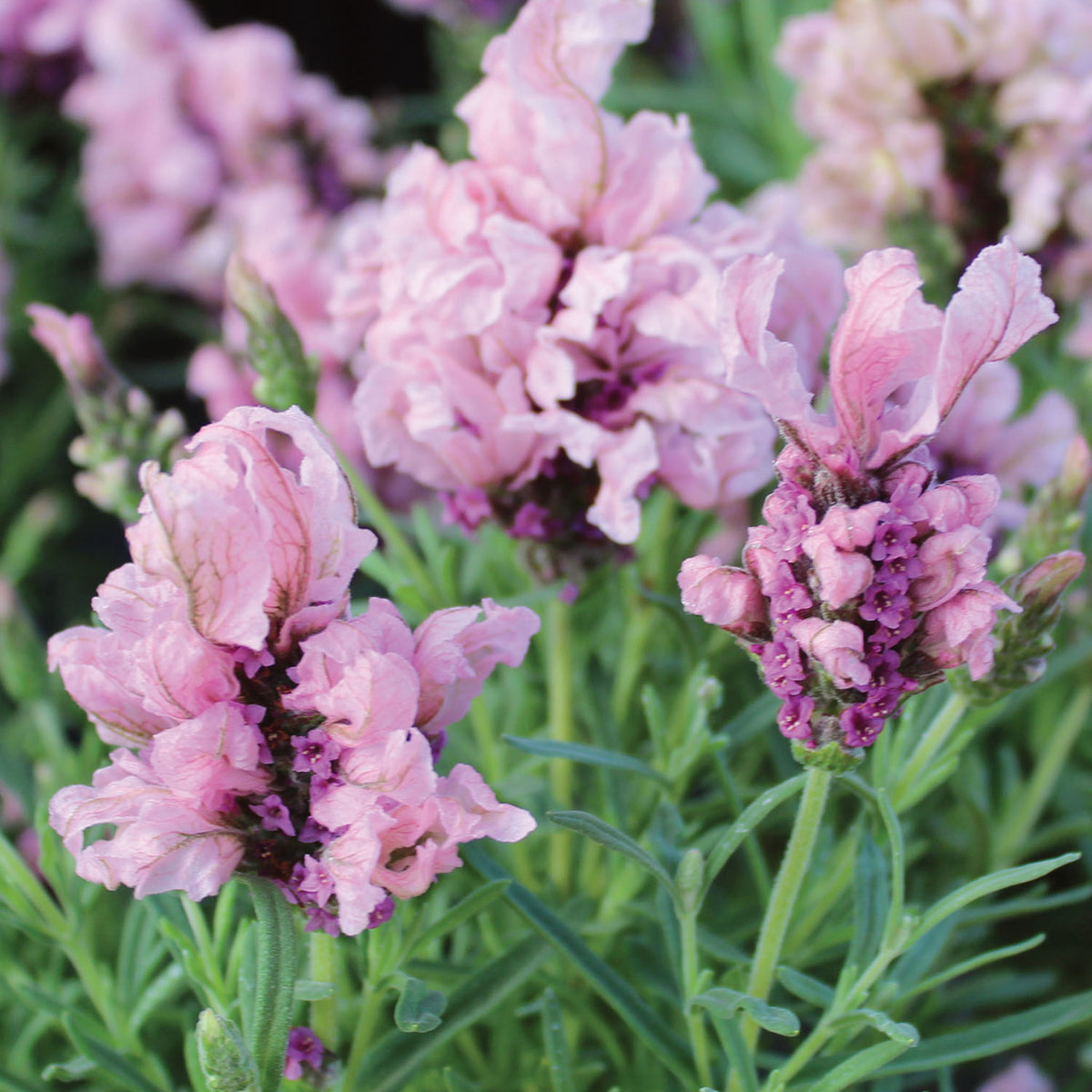 Madrid Lavish Purple Lavender