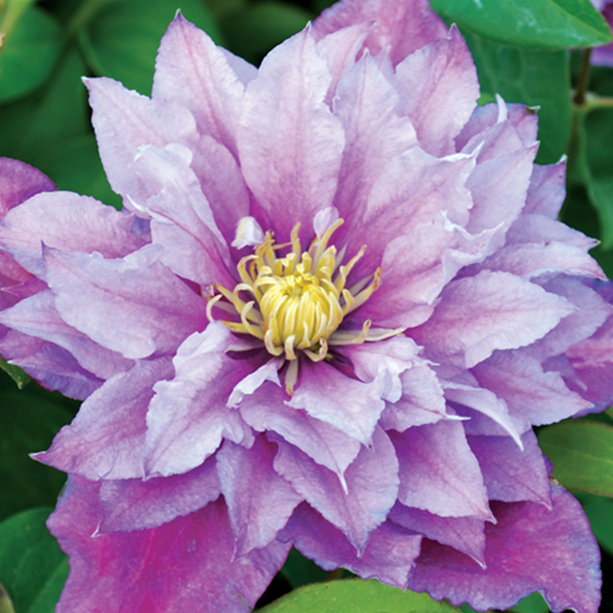 Piilu Clematis