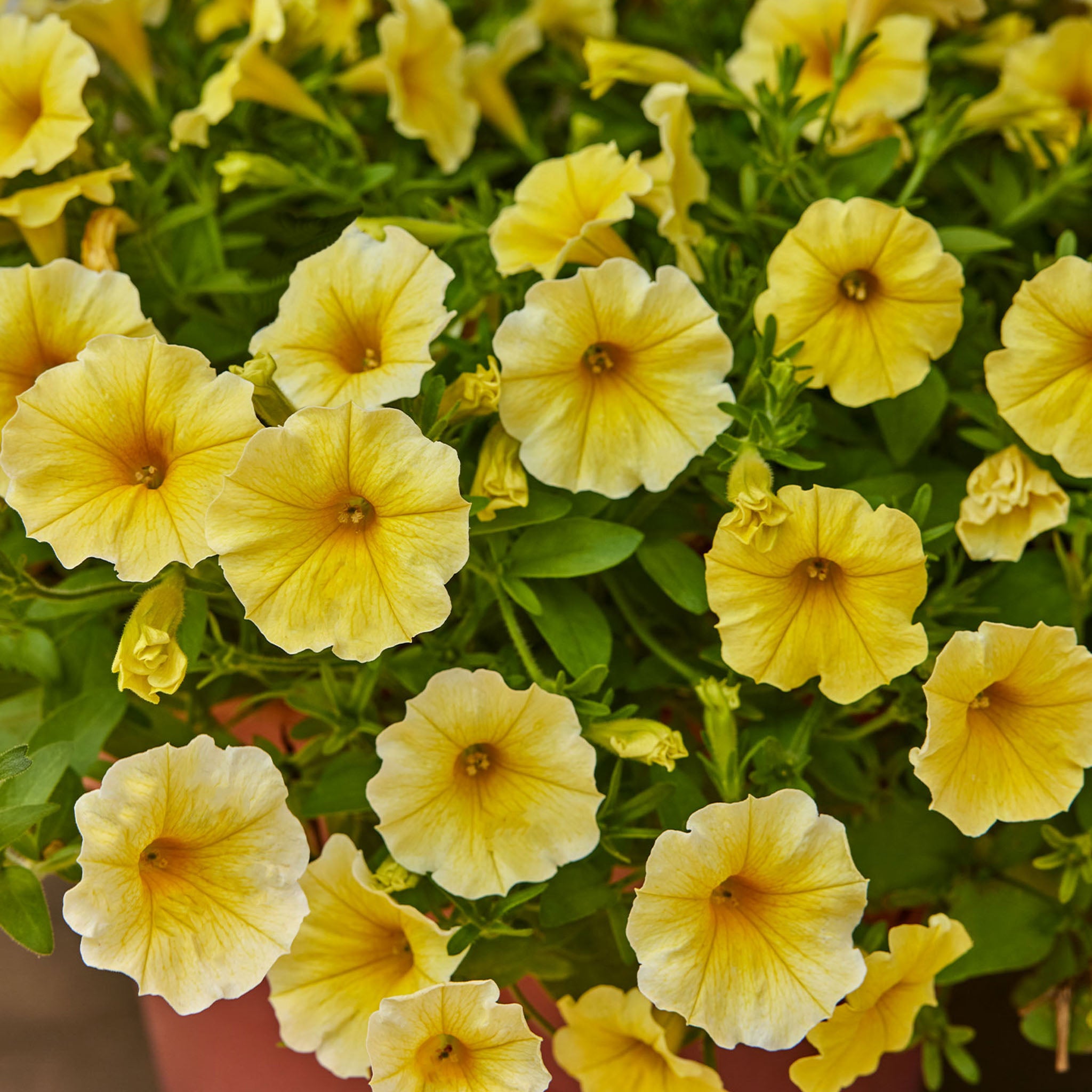 Caliburst Yellow Petchoa