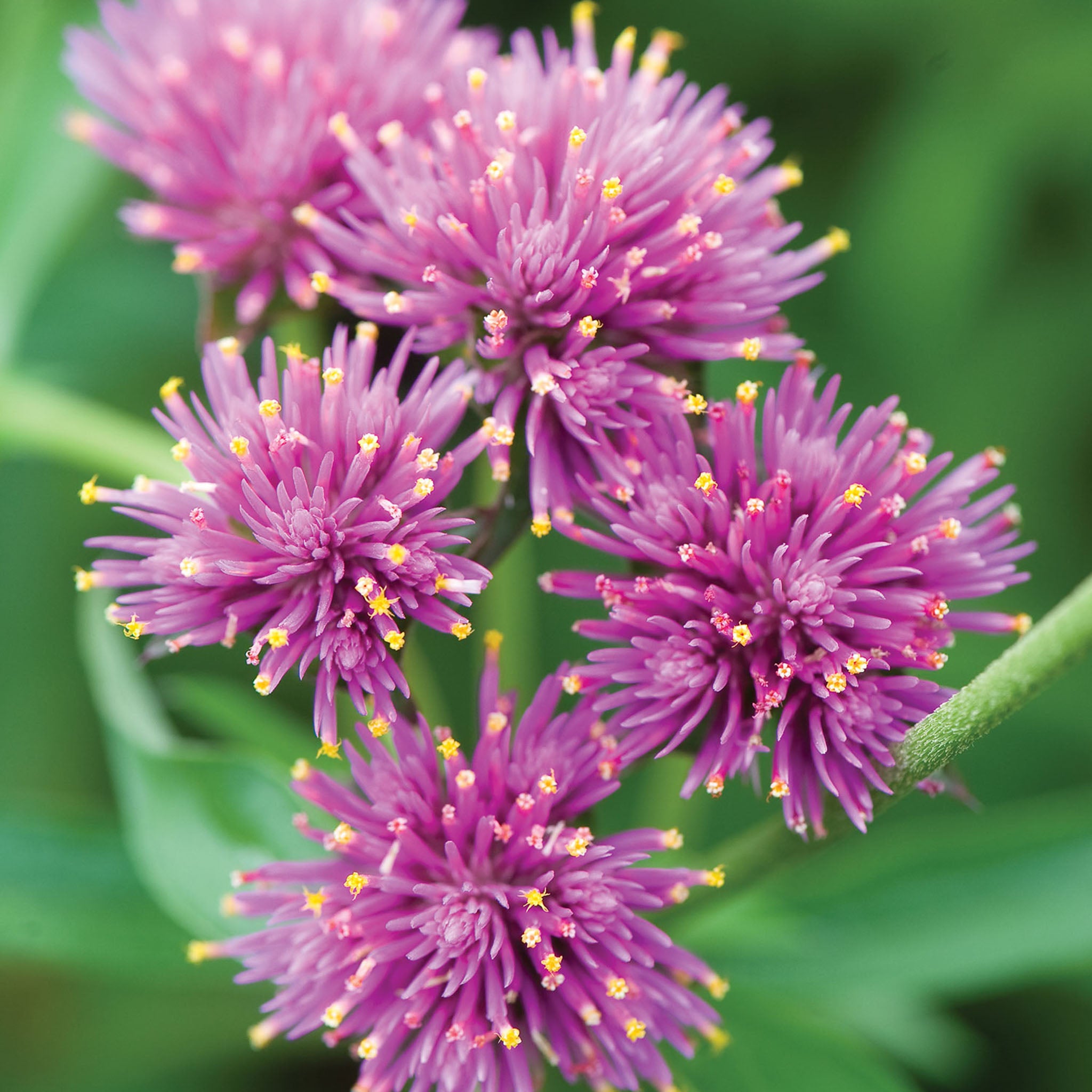 Fireworks Gomphrena