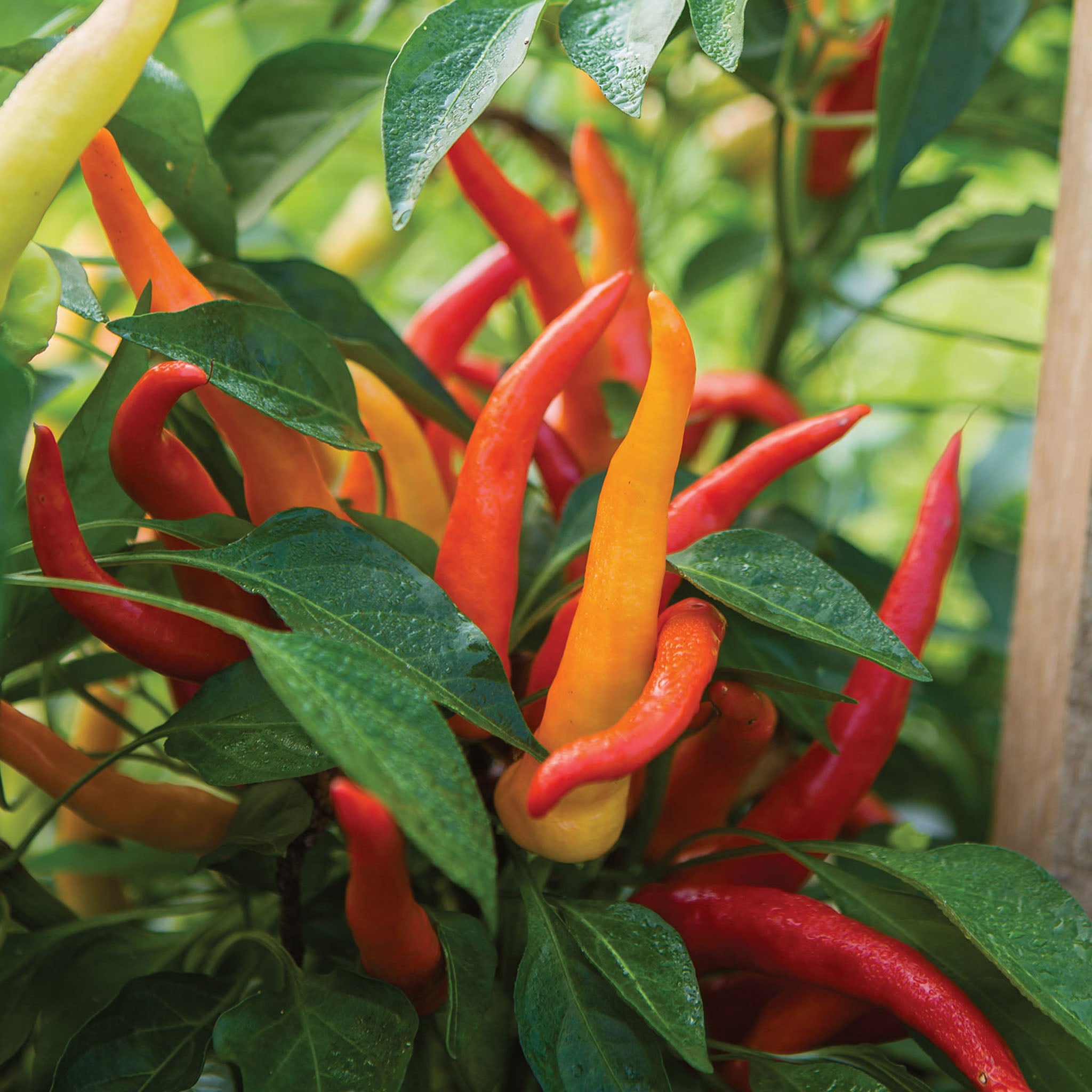 Sweet Savour  Sweet Pepper