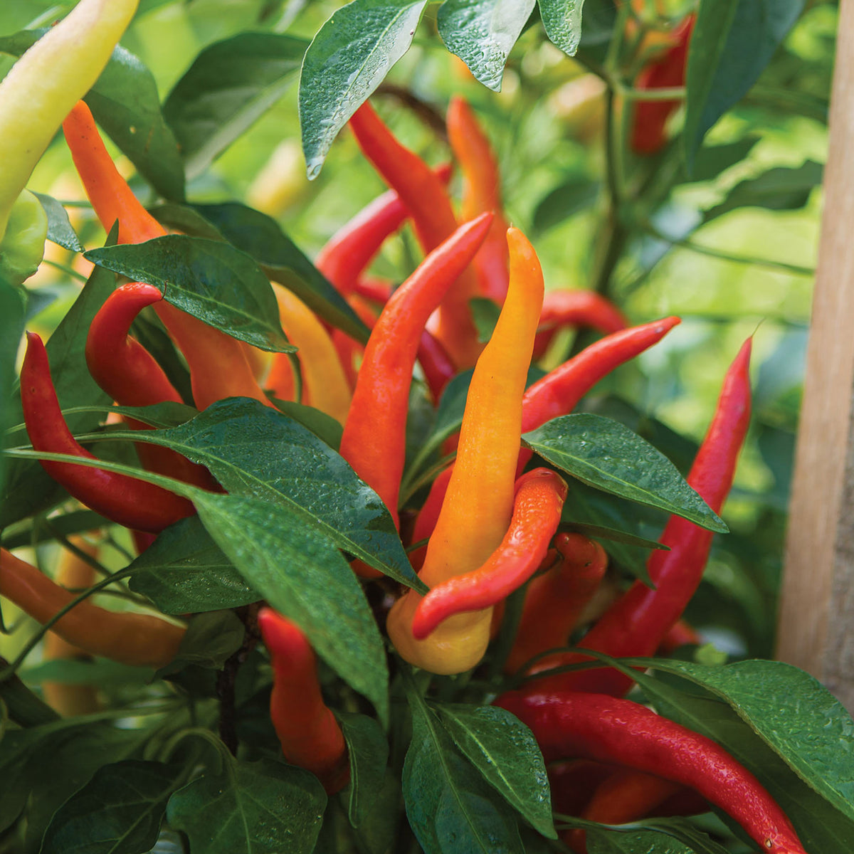 Sweet Savour  Sweet Pepper